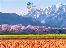 Tour Nhật Bản Cung Đường Romantic Mùa Hoa Anh Đào 2026